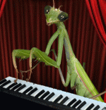 PlayingMantis.gif