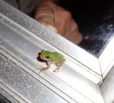 9_3_2014 tree frog.webp