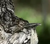 Wood lizard.webp