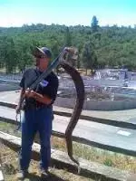 snake.webp