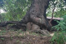 tree_sex.jpg