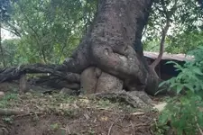 tree_sex.webp