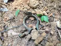 brassring.webp brassring.webp