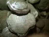 coins 3.webp
