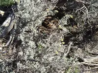 Rattlesnake2.webp