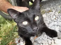 BB the cat.webp