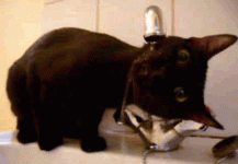 catlic.gif