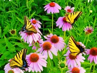 FSCN3078.webp