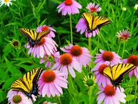 FSCN3077.webp