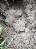 image-4134015006.webp