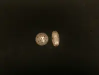LilSilver.webp