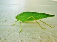 FSCN4581.webp
