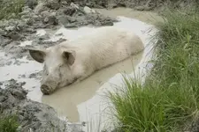 image-1399026704.webp