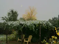 sun flower 2.webp