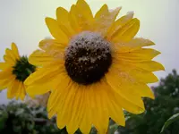 sun flower.webp