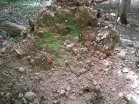 Honeymushroom.webp