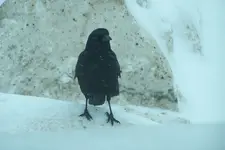 crow.webp