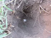 Park Finds 10-4-14 006.webp