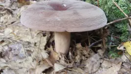 125_2639.webp