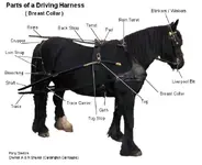 parts_of_a_harness.webp