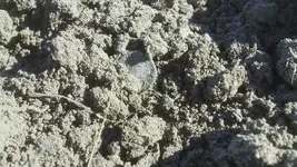 Dime in Dirt.webp