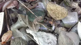 snake.webp