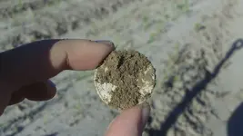 Half in Hand.webp