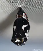 thessalia_leanira_alma_pupa_raisingbutterflies.webp