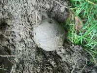 100_3352.webp