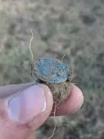 3.Half real on dirt.webp