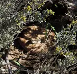 Rattlesnake2-2.webp