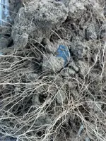 4.Half real in dirt.webp