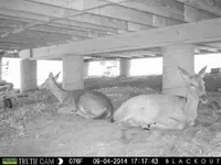 Cabin deer.webp