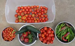 9_6_2014 mornings harvest.webp