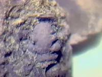 fossil5.webp