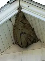 bees.webp
