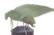 bug w whiteout copy.webp