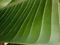leaf copy.webp