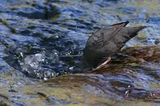 matolious 194_RT8.webp