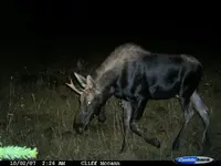 Bullwinkle.webp