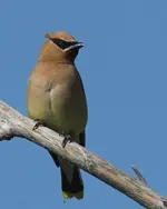 Cedar Waxwing.webp
