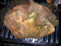Coral Head1.webp Coral Head1.webp