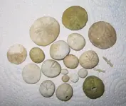 Fossils 041.webp Fossils 041.webp