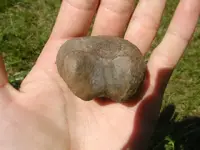 Fossils#2 017.webp Fossils#2 017.webp