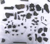 Fossils 007.webp