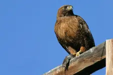 desert 6 - 30 - 6 038_RT8.webp
