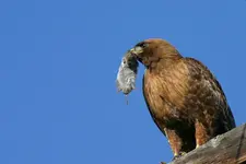 desert 6 - 30 - 6 037_RT8.webp