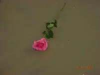 1016L3.webp