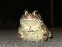 toad 002.webp