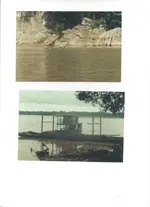 jungle1.webp